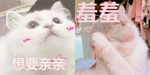 萌宠表情日记:你是不是不爱我了?急需抱情侣包头熊猫写记仇表情图片