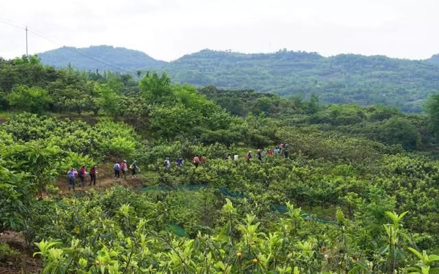 距成都30km的桃源小镇，盛产水果风光各异，周末游超适合！