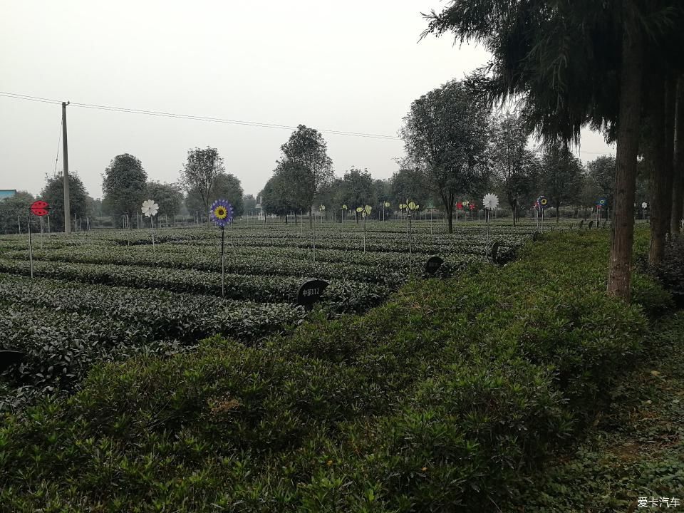 参观牛碾坪万亩观光茶