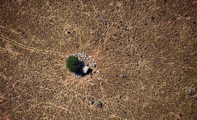 澳大利亚被烧了