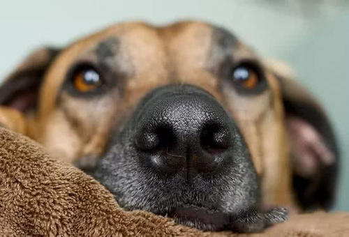 狗鼻子不黑怎么办?千万不要用黑笔涂…