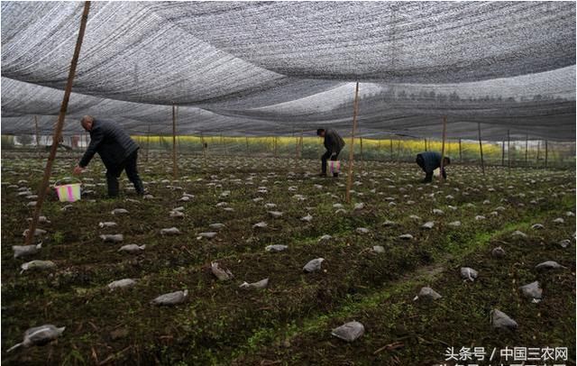 农民工返乡创业 是选择种植业还是养殖业呢？