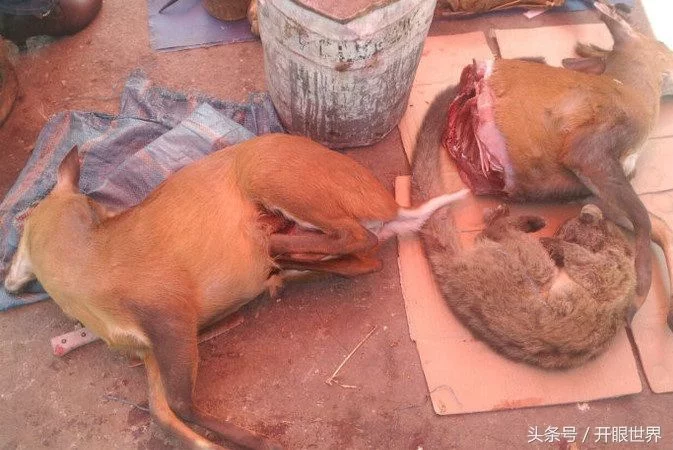 缅甸才是吃货天堂 熊掌500元 虎肉按斤卖