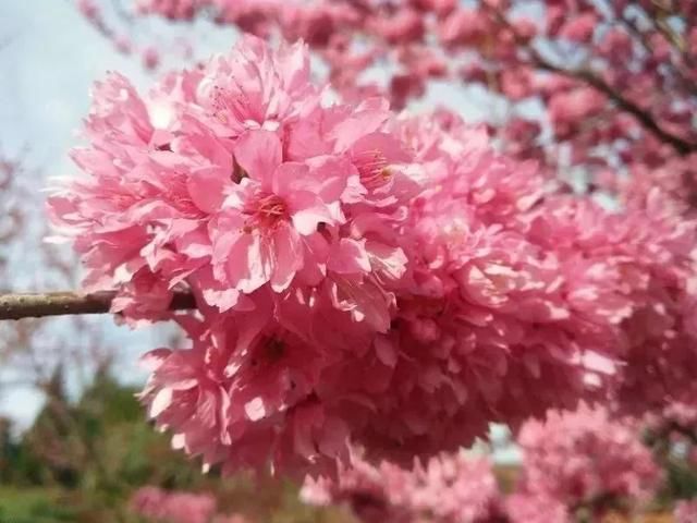 玉溪最全赏花攻略来了，花海之约不要错过!