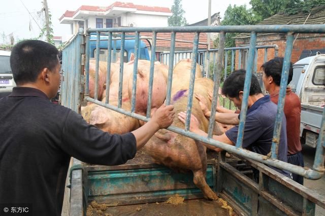 全国生猪价格稳中微涨，涨势恐怕难以持续，养猪人要注意啦！