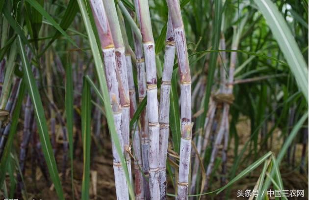 中国北方能不能种植甘蔗呢？