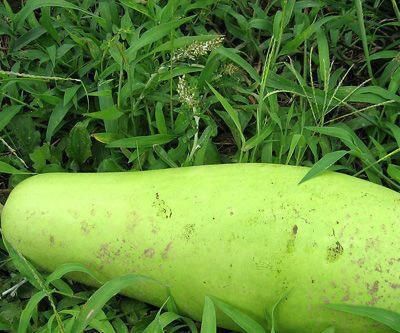 冬瓜皮别扔 功效竟赛冬瓜肉,看了你就知道为什