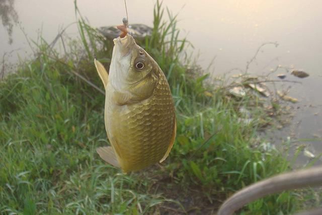 野钓达人分享三条钓鲫鱼技巧,渔获轻松翻倍,不信试试看_【快资讯】