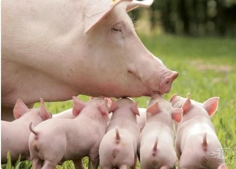 畜牧业人资的两大难!都是辛酸泪?_【快资讯】