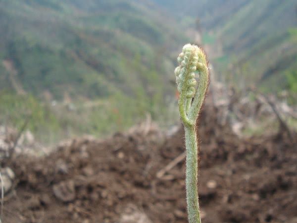 央视公布：这三种野菜被列入国家致癌名单，天天吃活不到80岁