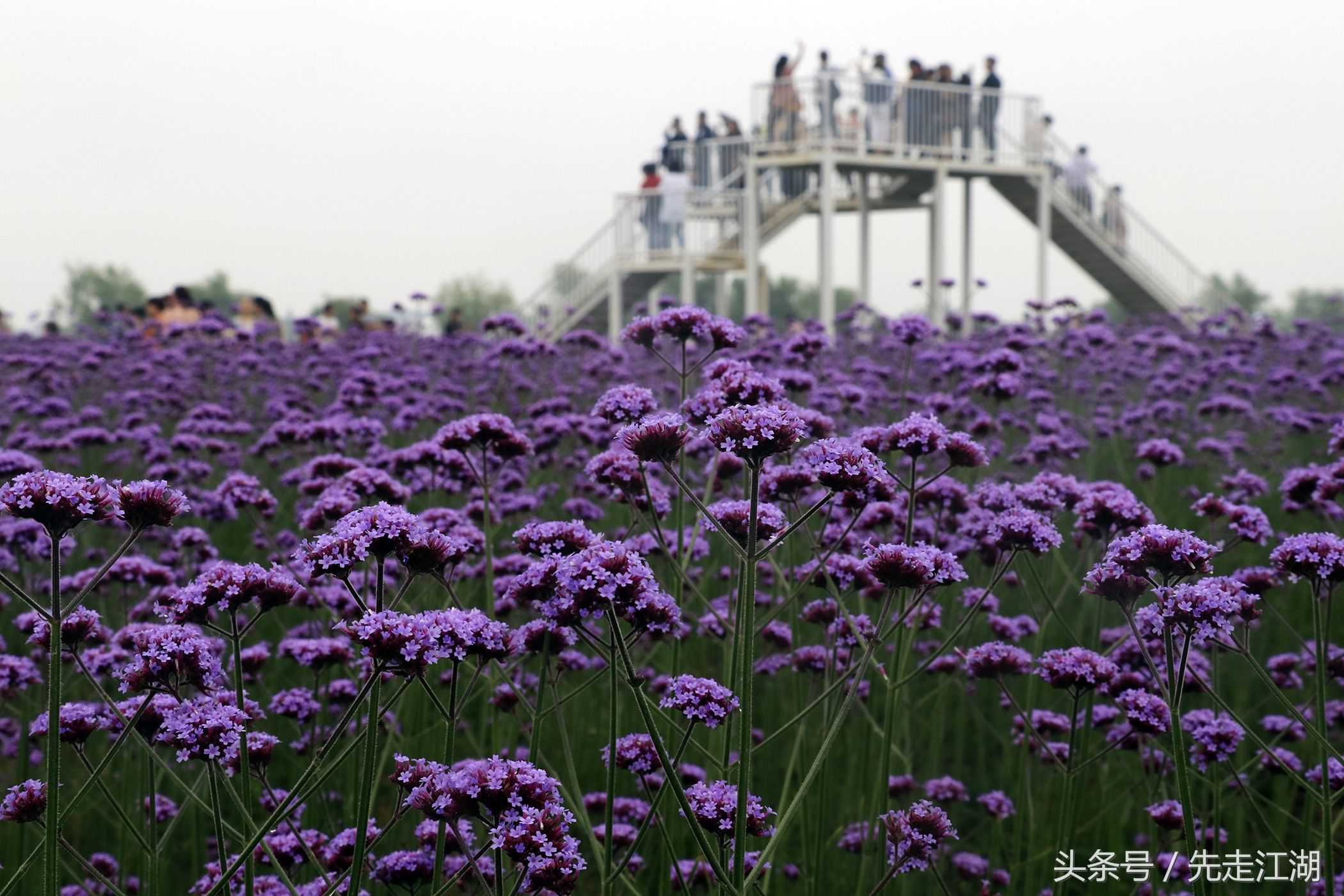 200余亩鲜花汇聚紫色海洋，安徽这个地方不容错过