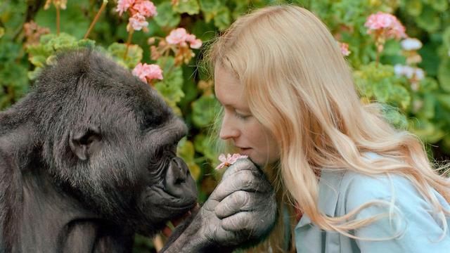 最聪明的大猩猩KoKo去世了,懂手语智商高达8
