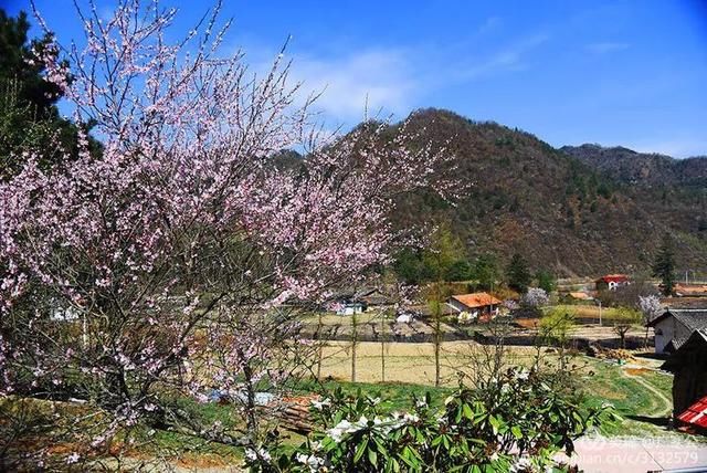 春天来了，一起去留坝太子岭看花吧！