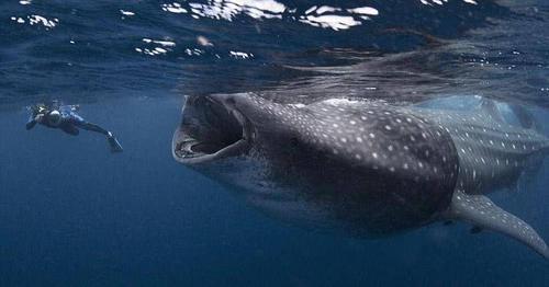 什么是深海的恐惧症?让你身历其境的恐惧!