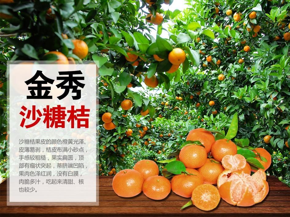 广西沙糖桔新兴种植产地金秀瑶族自治县