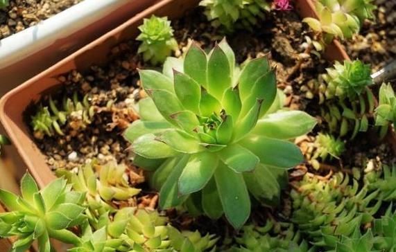 人员管理的五大要素