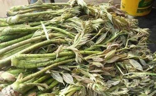 也就是非人工种植的可以食用的植物,靠风力动物等传播种子自然生长,是