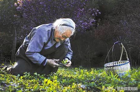 农村的8大野菜,堪比长寿药,排肝毒、降血糖,