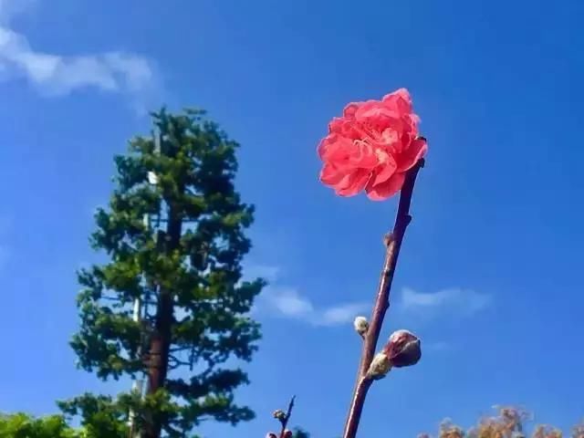 又是一年桃花开！去深圳莲花山公园转转“桃花运”！