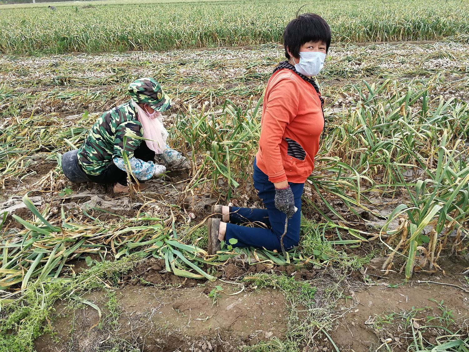 鲜蒜4毛钱一斤跌至10年来最低,蒜农:不收了,烂在地里算啦