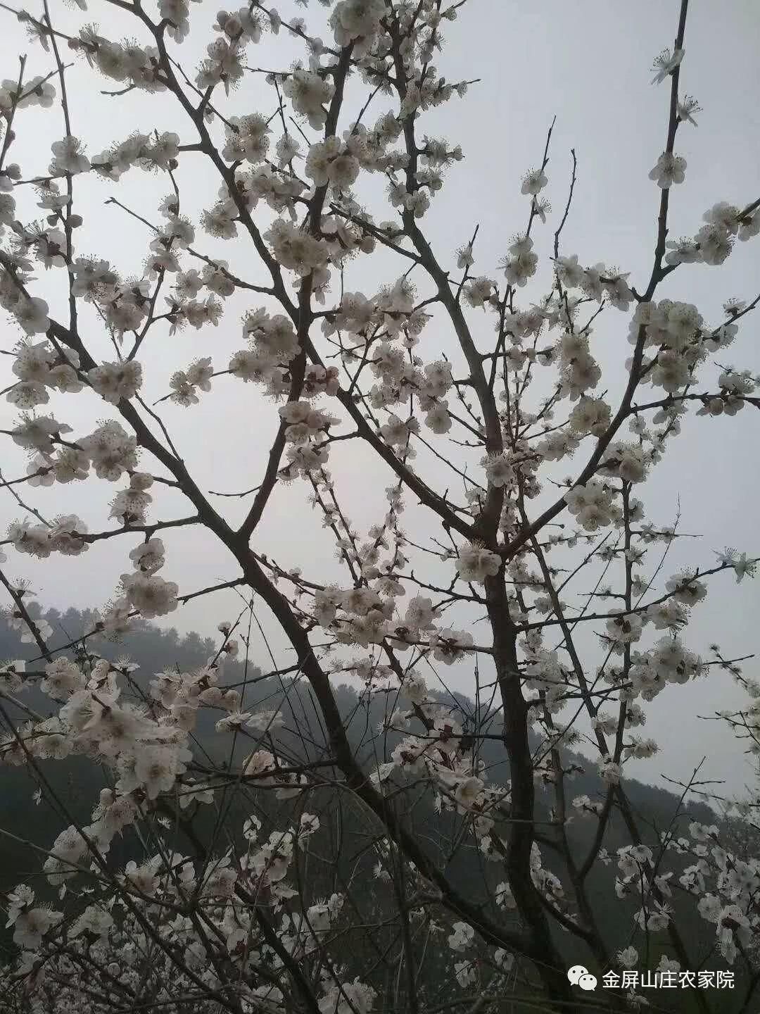 清明时节，桃杏争艳，金屏山庄，出行之选！