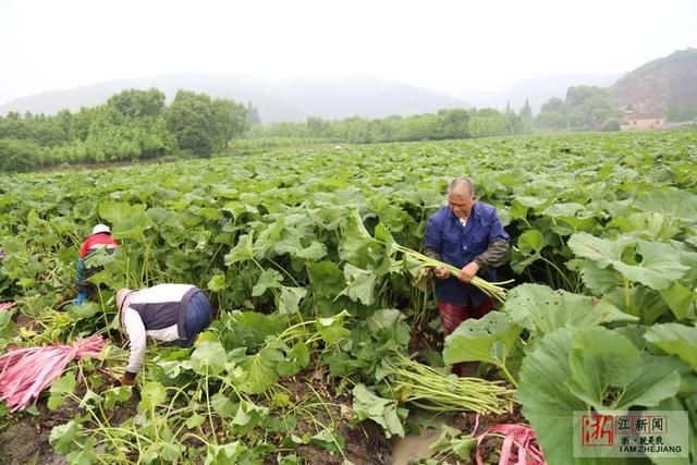 湖州：冒雨抢收山露