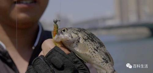 看电视自学钓鱼,成就今天大连小鱼神_【快资讯