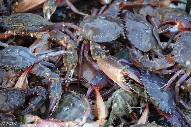 在农村养殖稻田河蟹,科学管理养殖的技术要点