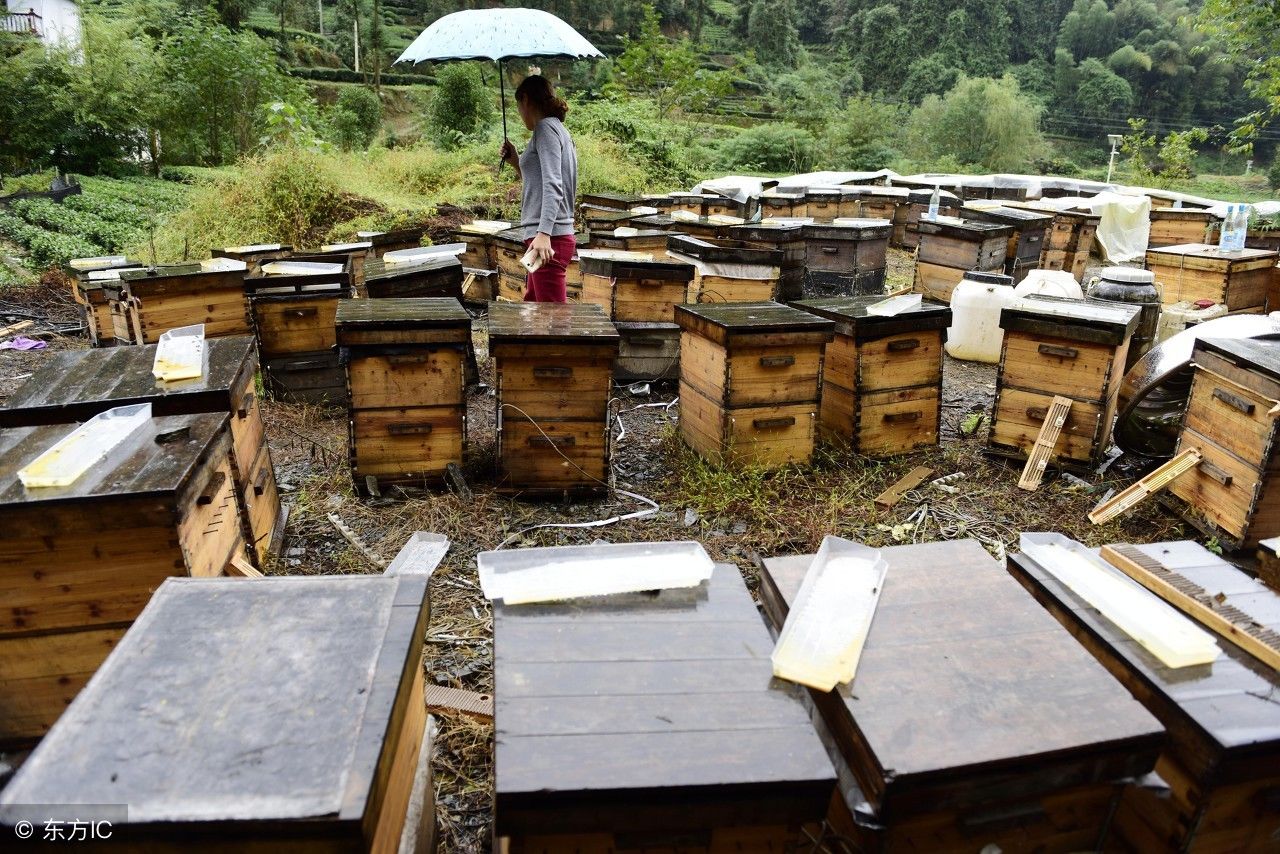 蜂蜜根据生产方式有哪几种蜜呢?