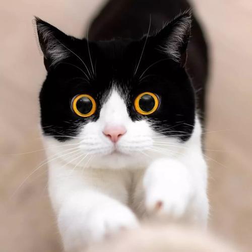 这只奶牛猫,不仅会比心!还有超萌大眼睛!