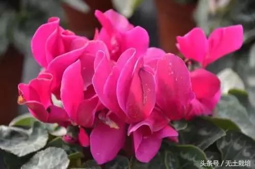 买回家的植物,怎么养护都不开花怎么办?早看早知道!