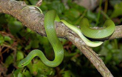 翠青蛇,一种无毒温顺的中等体型卵生绿蛇长和