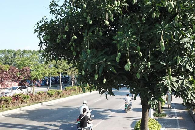 广西这个果城，一到夏天遍街挂满果，就连汽车停街边都被水果砸！