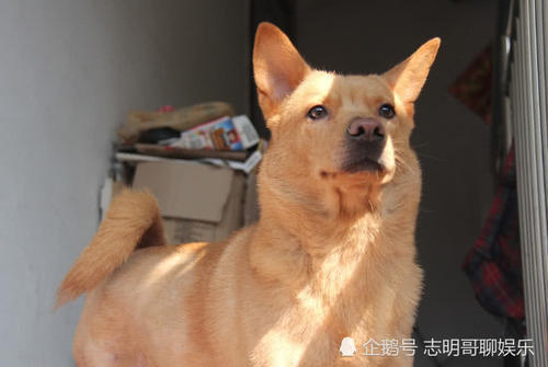 中华田园犬好养不好养