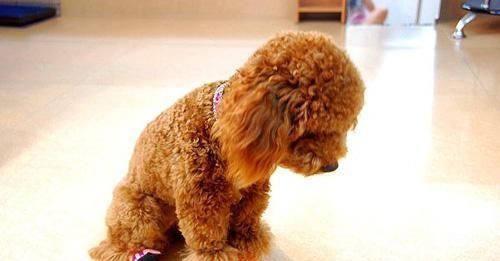 主人的这5种行为,会让泰迪犬很难过,为什么不考虑它的感受? 通博官网登录