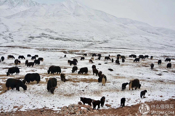 #原创新人#青海:一张蓝色画板上，映出绚烂世界
