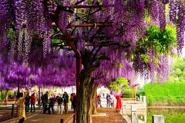 你家的盆栽到啦！快来领取！