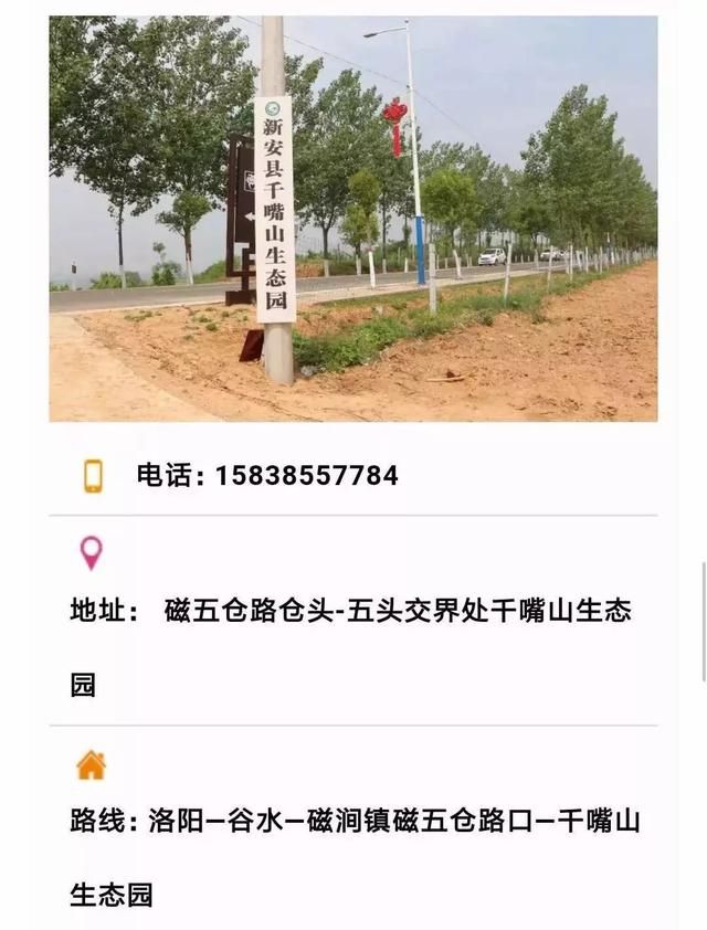 小编喊你来这里采摘桑葚啦~