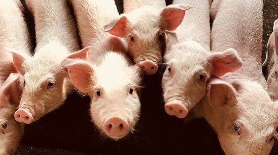 影响猪肉价格变化