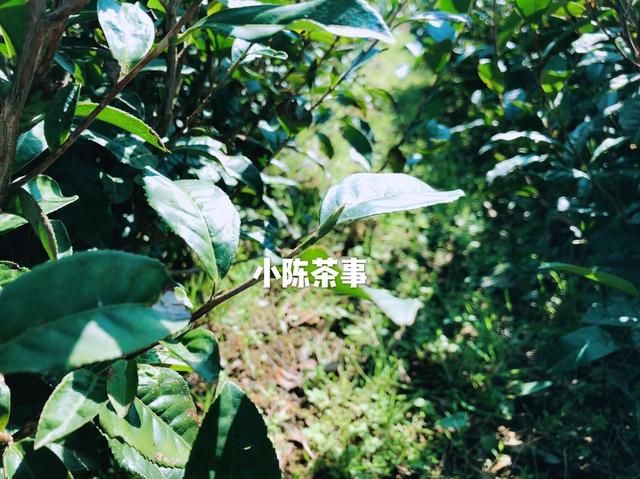 白茶春茶季到了，春茶、头春茶、明前茶、雨前茶,你分清了吗?