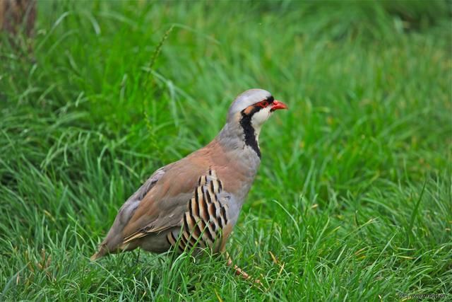 你知道中国的国鸟是什么?3分钟让你知道全球