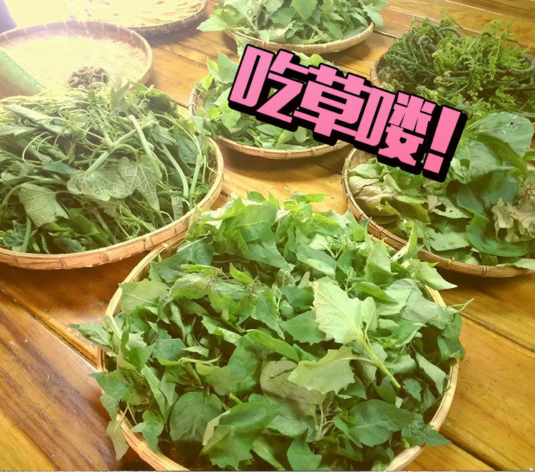 不负春光不负卿，来颗野菜行不行?