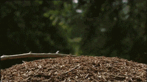 爆笑GIF 哈哈哈 第8张-就爱看 爆笑GIF 哈哈哈 第8张
