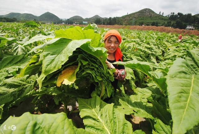 烟叶种植户900万承包土地种烟叶，专家称种烟叶是昧着良心挣钱？