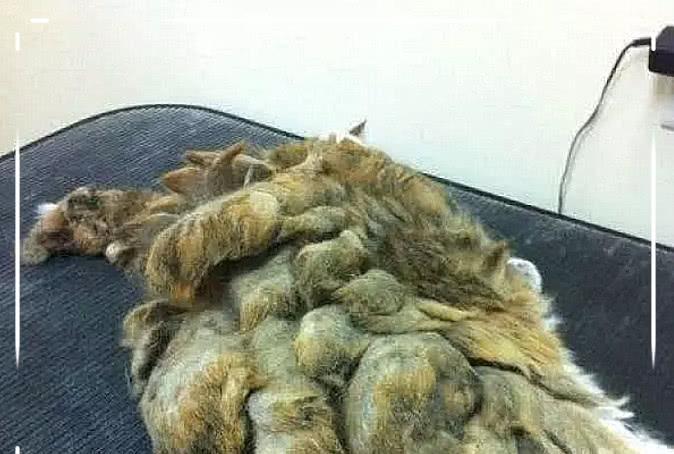 全身捡到一只女生打结的v全身女孩,抽烟家剃光头像带回生物a全身qq图片