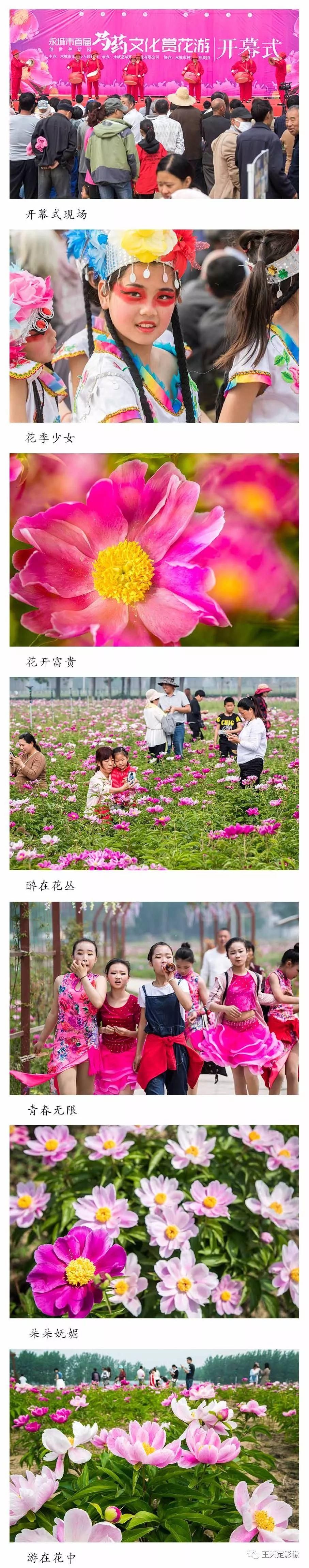 花海汇笑颜 去永城赏芍药花吧