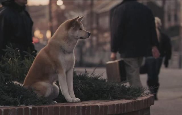 评电影《忠犬八公的故事》