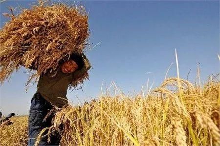 关系着全国2.6亿小农户:农业部副部长手把手教