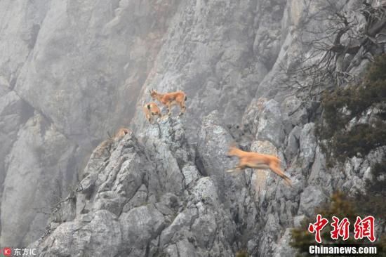 土耳其野山羊成群结对“秀轻功” 山间飞檐走壁