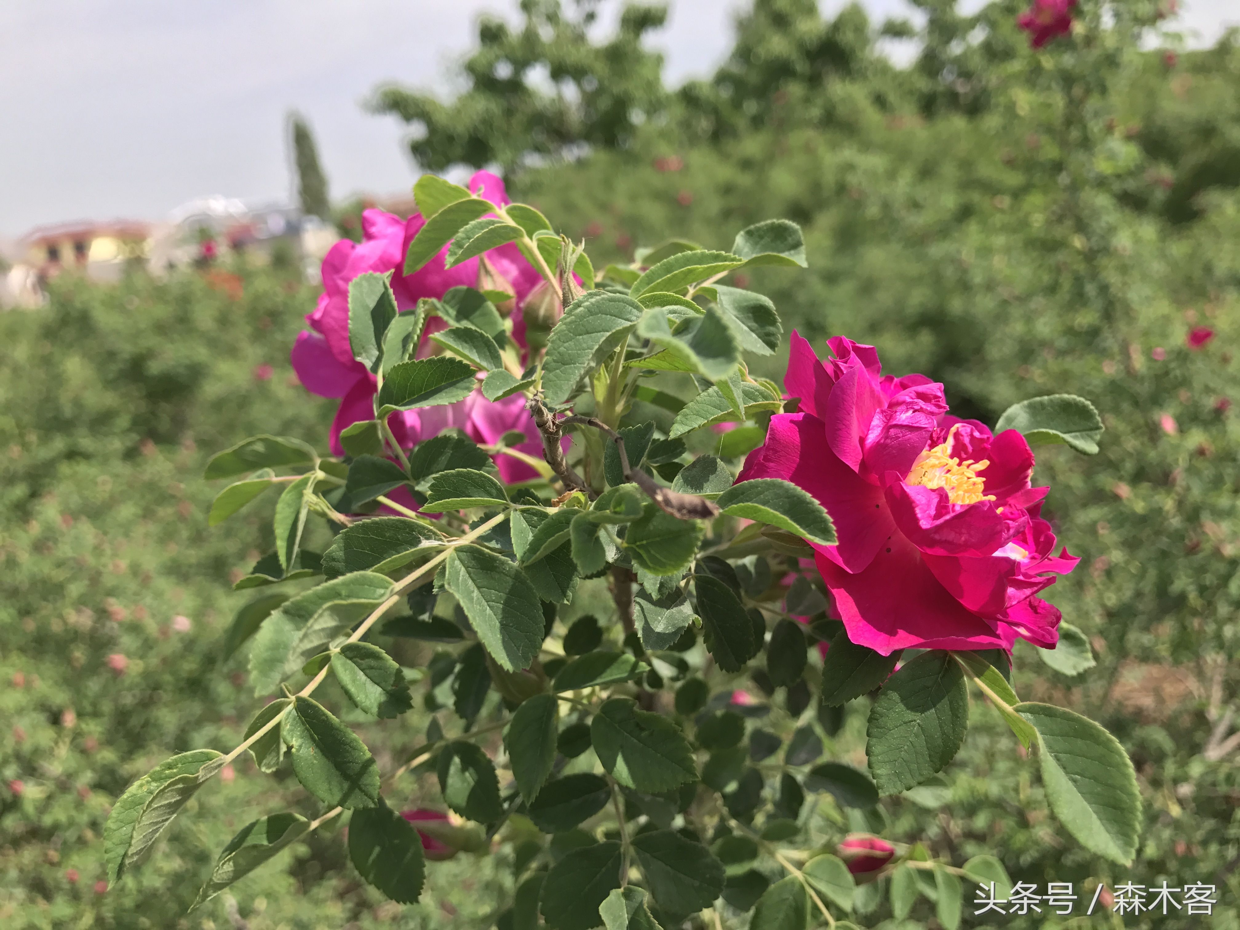 兰州的苦水玫瑰开了 遇见一位玫瑰花般的女子 摘花登山拜佛